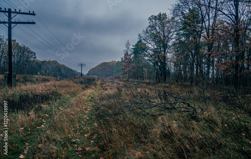 Autumn woods