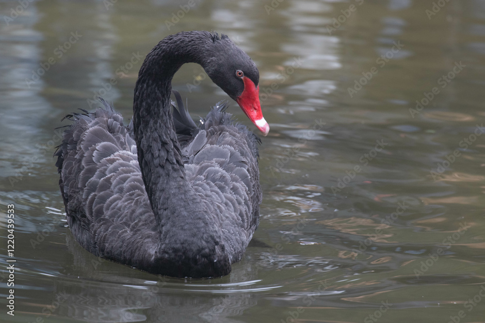 Fototapeta premium Waterfawl Concept, black swan (Cygnus atratus)