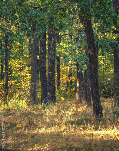 Autumn woods