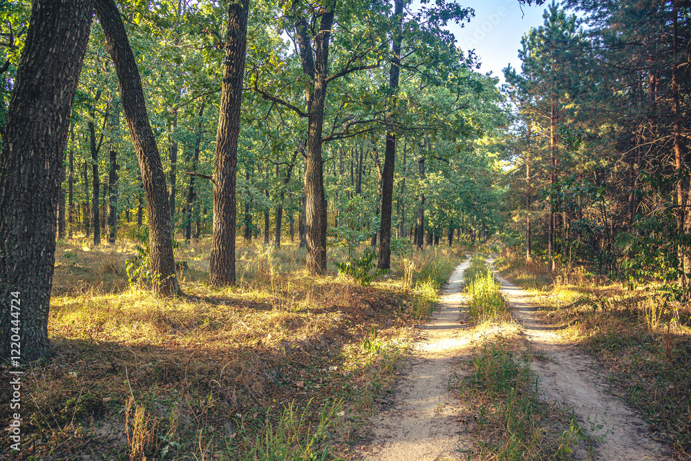 Fototapeta premium Autumn woods
