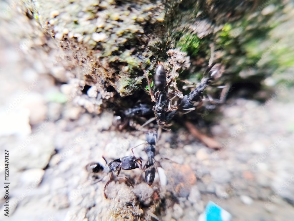colony pachycondyla out of the nest colony pachycondyla out of the nest