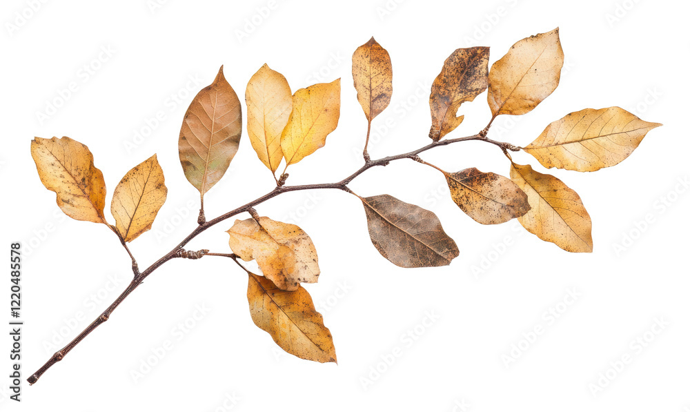 Fototapeta premium PNG Autumn branch with dried leaves on white