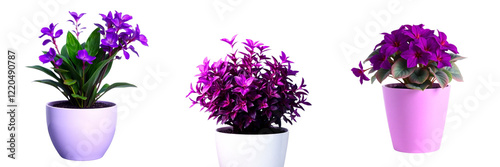 Set of a potted plant with purple leaves isolated on transparent background
