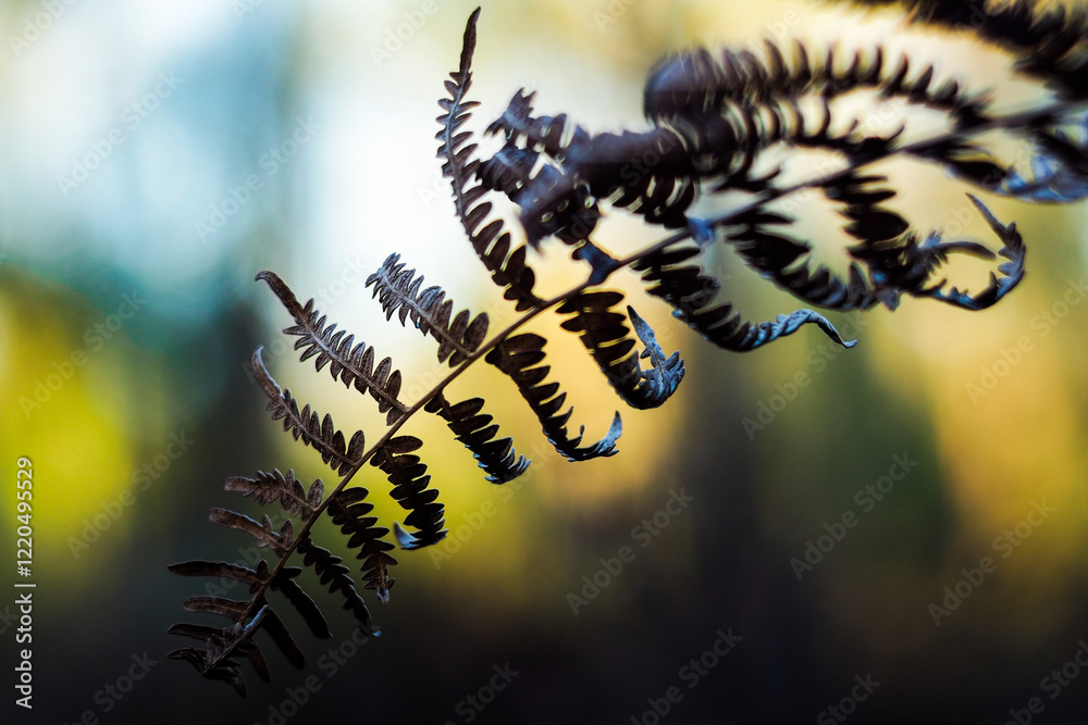 Macro de feuilles de fougère mortes
