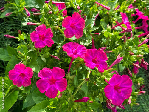 Plant Mirabilis jalapa four o'clock flower or marvel of Peru blooms. photo