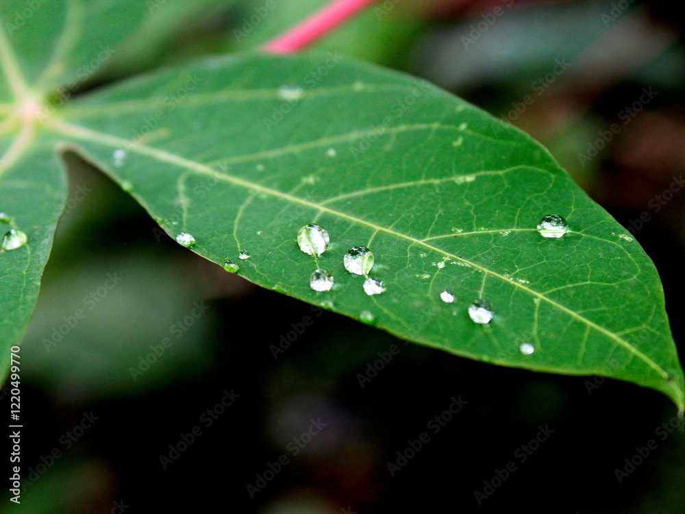 Raindrops falling on cassava leaves. Raindrops falling on cassava leaves.