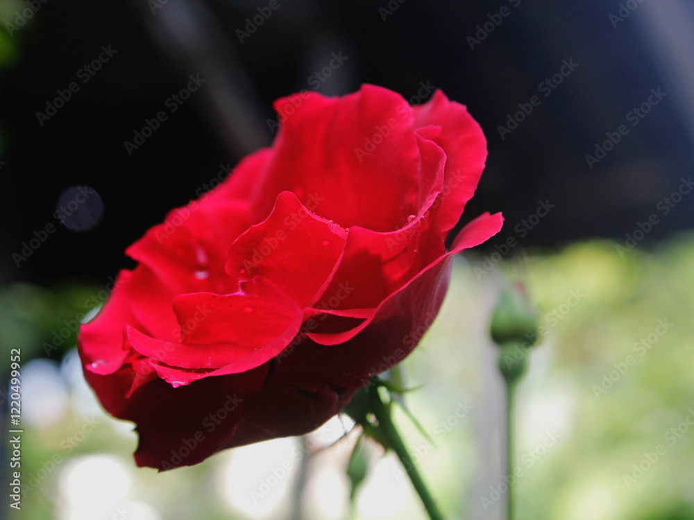 Red roses growing in the yard look very beautiful and natural. Red roses growing in the yard look very beautiful and natural.