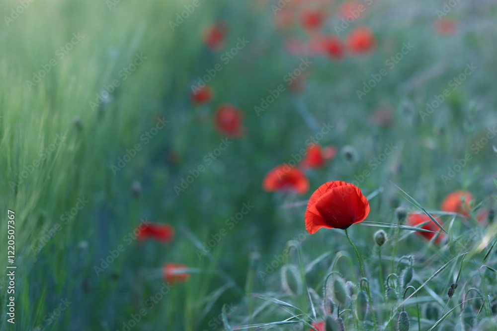 Fototapeta premium fiori di papavero in primavera al tramonto