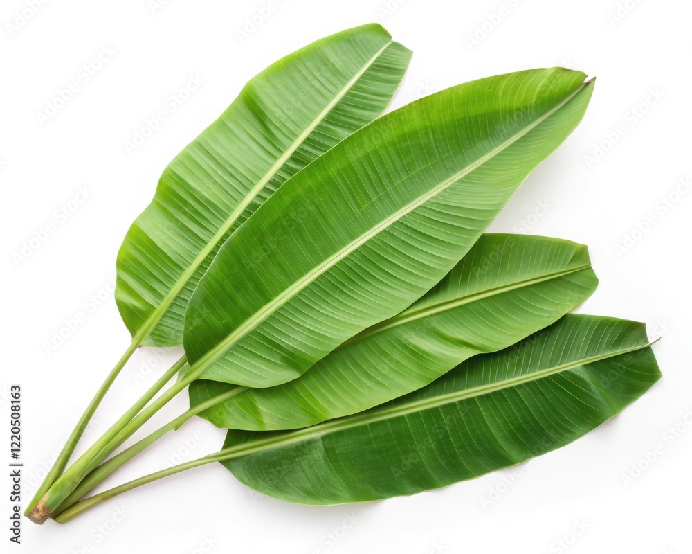 Obraz premium green leaf 