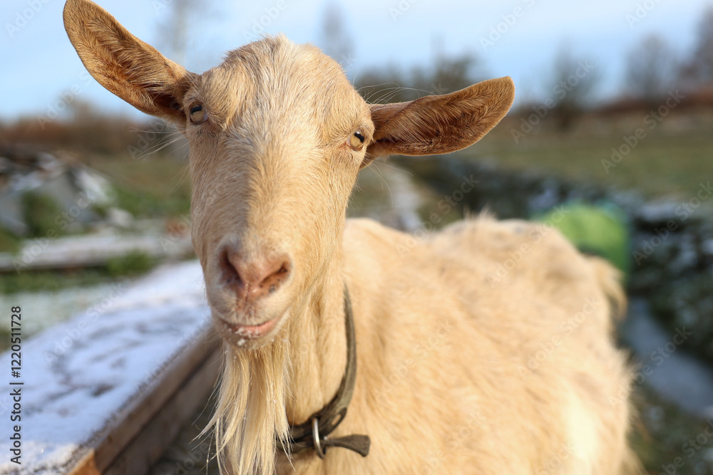 A goat wearing a collar around its neck is looking straight at the camera