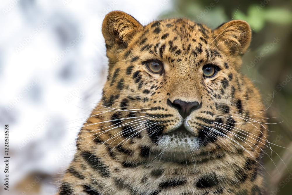 Obraz premium Adult Amur leopard, Panthera pardus orientalis, close up portrait. One of the rarest wild cats in the world and critically endangered, with only around 100 cats left in the wild.