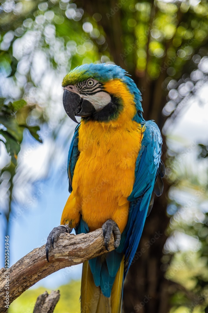 Close-up of a vibrant blue-and-yellow macaw perched on a branch. Beautiful plumage, showcasing the bird's natural beauty. THE PARROT PLACE, KERIKERI, NZ Close-up of a vibrant blue-and-yellow macaw perched on a branch. Beautiful plumage, showcasing the bird's natural beauty. THE PARROT PLACE, KERIKERI, NZ