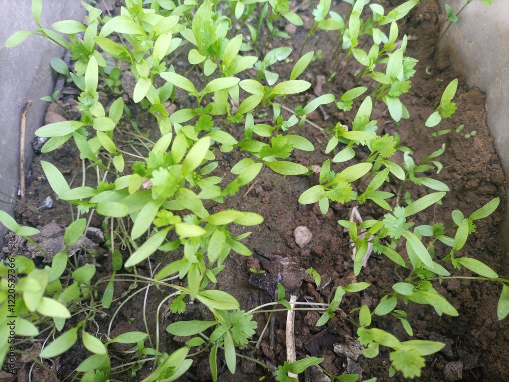 coriander plants growing in soil coriander plants growing in soil