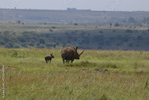 Photography Momy and newborn white rhinos in the Nairobi National Park