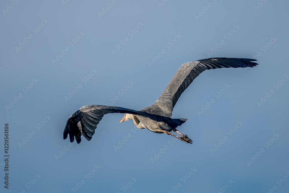 Obraz premium grey heron in the sky over the Camargue, France