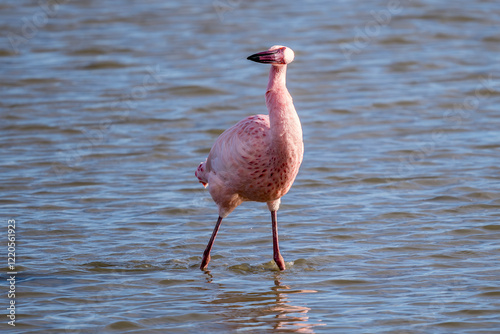 Lesser flamingo (Phoeniconaias minor) in a Camargue marsh, Pönt de Gau, France photo