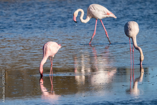 Lesser flamingo (Phoeniconaias minor) in a Camargue marsh, Pönt de Gau, France photo