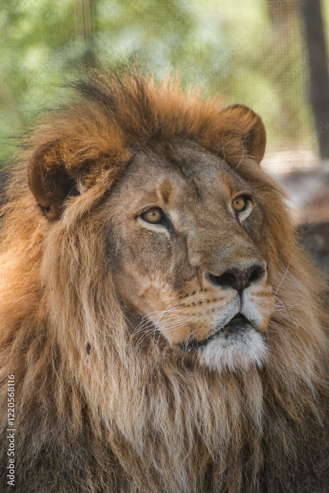 The majestic lion lies and basks in the sun. Zoo in Antalya, Turkey The majestic lion lies and basks in the sun. Zoo in Antalya, Turkey