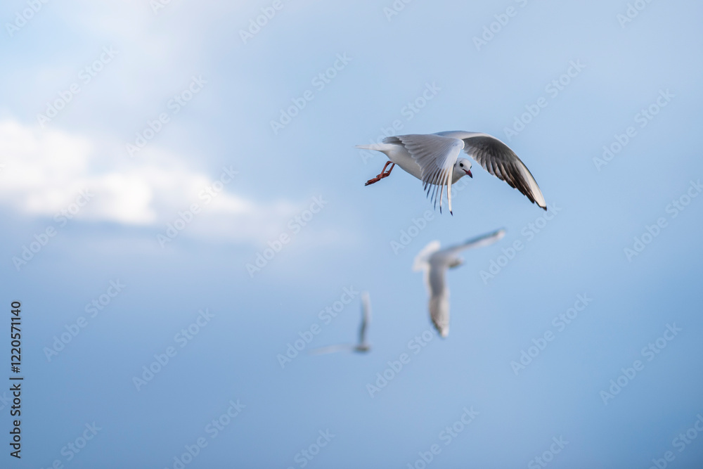 Obraz premium Möwen im Flug