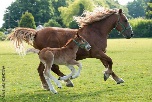 Suffolk Punch mare cantering with foal 