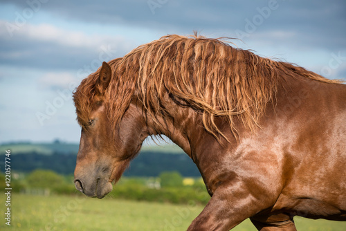 Portrait of a Suffolk Punch stallion