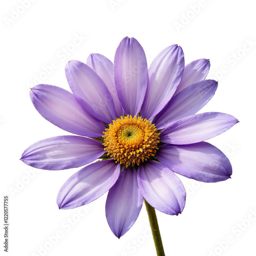Purple flower with yellow center on stem transparent background