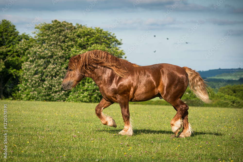 Obraz premium Suffolk Punch Stallion at trot