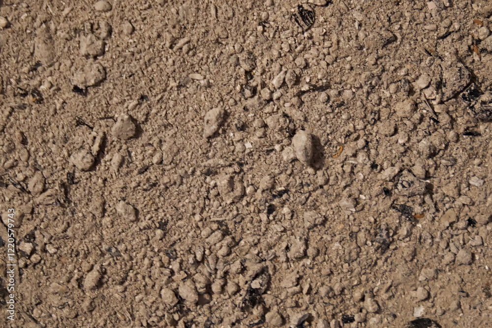 Ash from burnt wood. Background, texture Ash from burnt wood. Background, texture