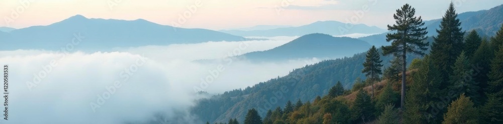 Fototapeta premium Foggy low clouds envelop trees on mountainside, nature, tree