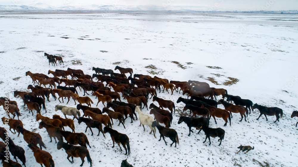 Obraz premium Herd of horses roaming freely. Herd of horses walking in the snowy field on a sunny day in winter. Top view with drone. Kayseri, Turkey.
