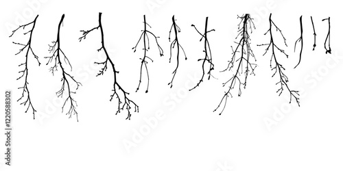 set bare branches with tiny closed buds. winter scene, nature, branches. botany isolated background.