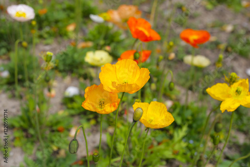 Beautiful poppy flower garden. The Expo 70 Commemorative Park, Osaka, Japan photo