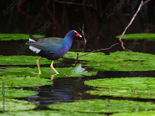 American Purple Gallinule on Rio Dulce in Guatemala photo