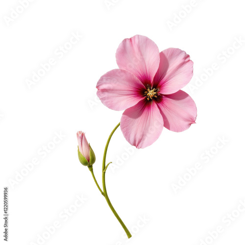 Pink flower and bud with stem, transparent background