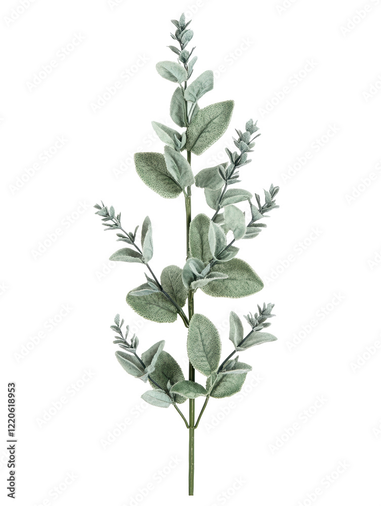 Obraz premium Isolated Dusty Miller Plant Stem