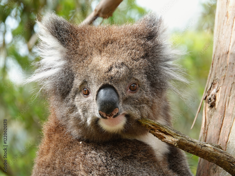 Fototapeta premium Koala bear the cutest Australian animal