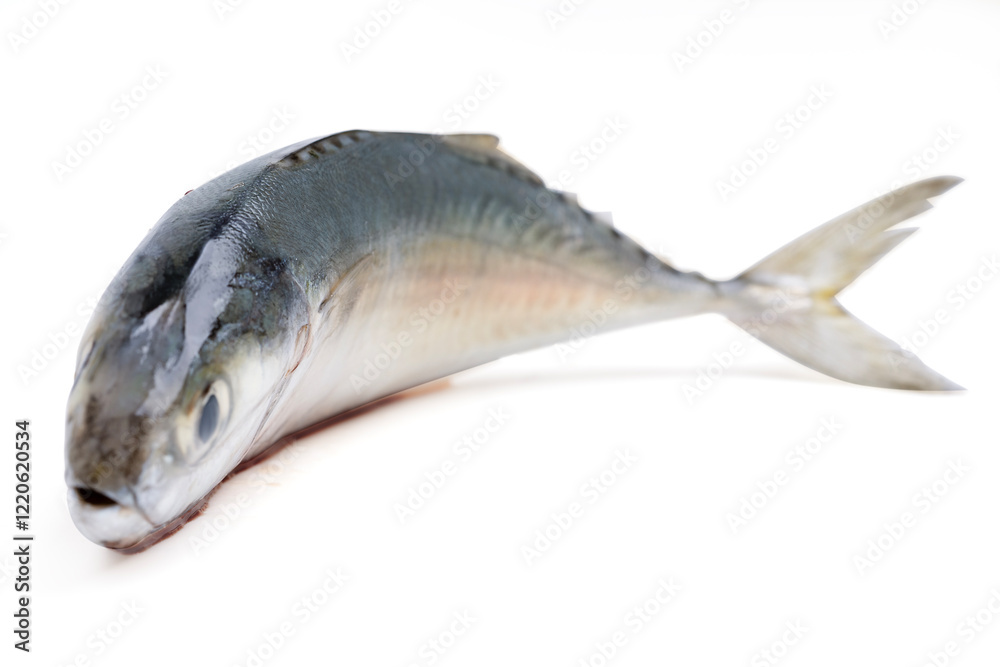 Pacific jack mackerel fish or Trachurus on white background. Pacific jack mackerel fish or Trachurus on white background.