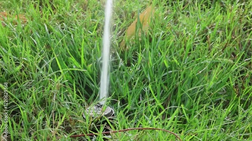 Splinker irrigates the lawn near house, watering the lawn grass. photo