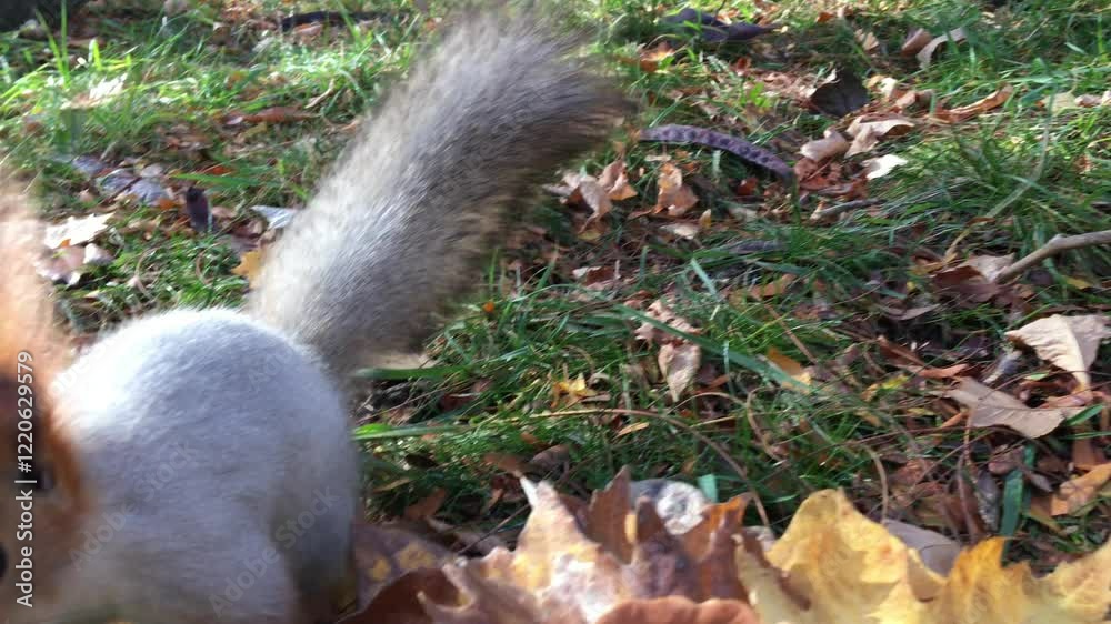 Squirrel in the park Squirrel in the park