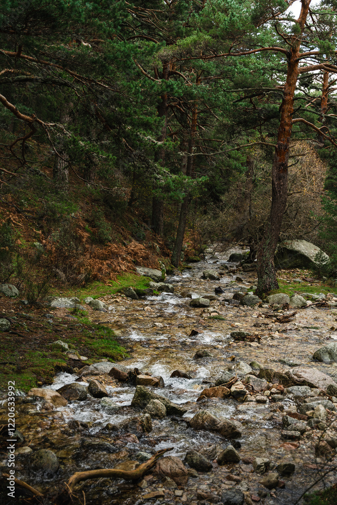 Naklejka premium Río en el bosque de Madrid