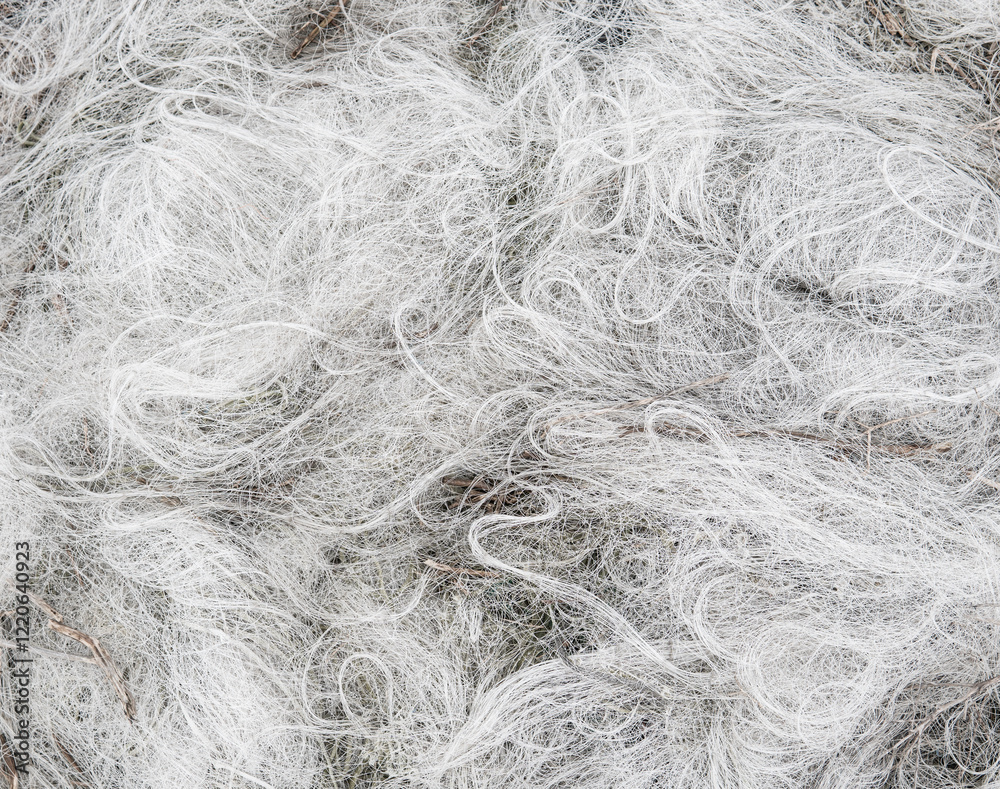 Obraz premium close up of white fishing lines and nets made of nylon looking like thin cotton wool or grey hair laid down on the floor