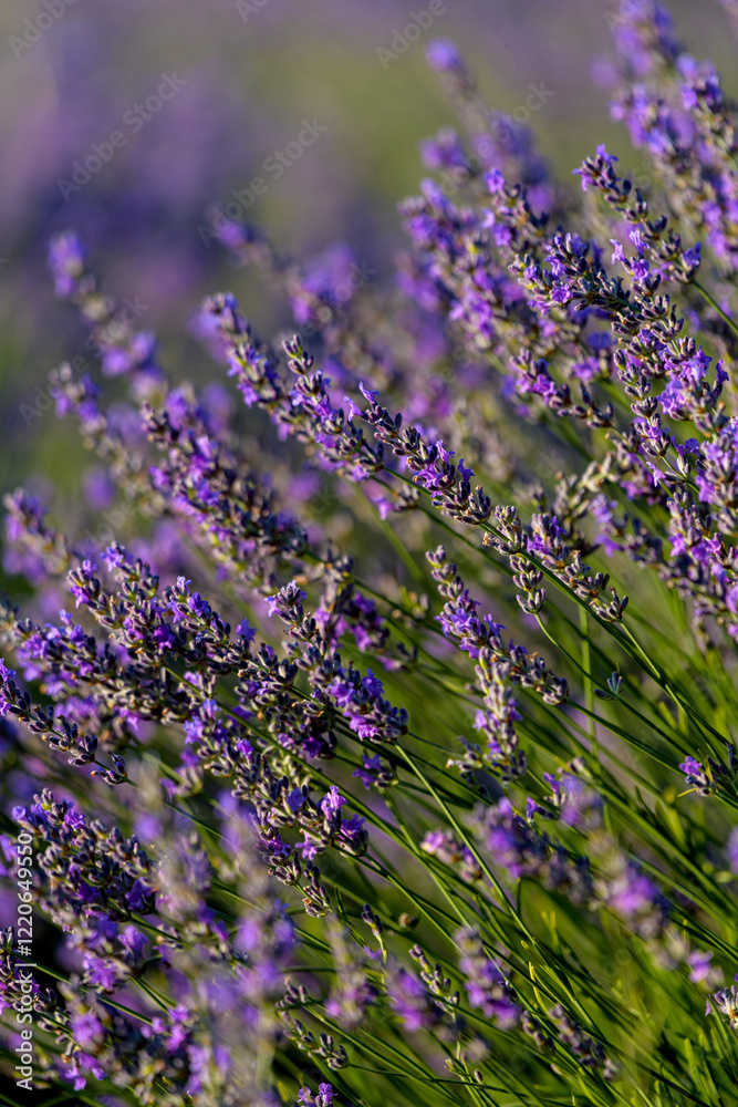 Naklejka premium PLANTAS Y FLORES DE LAVANDA
