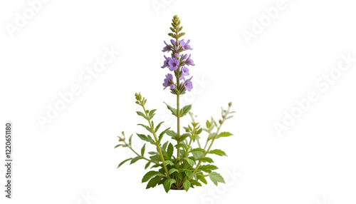 botanical toadflax herb illustration for herbal and nature designs