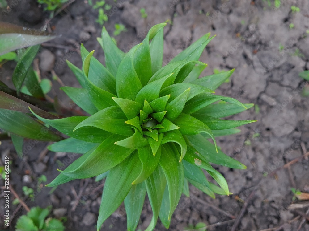 Vibrant Green Leaves in Garden
Vibrant Green Leaves in Garden