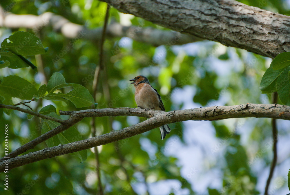 Obraz premium Robin on a branch singing