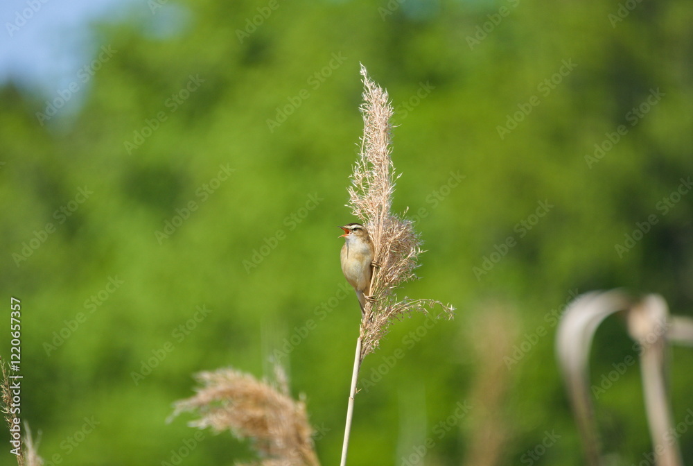 Birding sitting on a reed singing Birding sitting on a reed singing