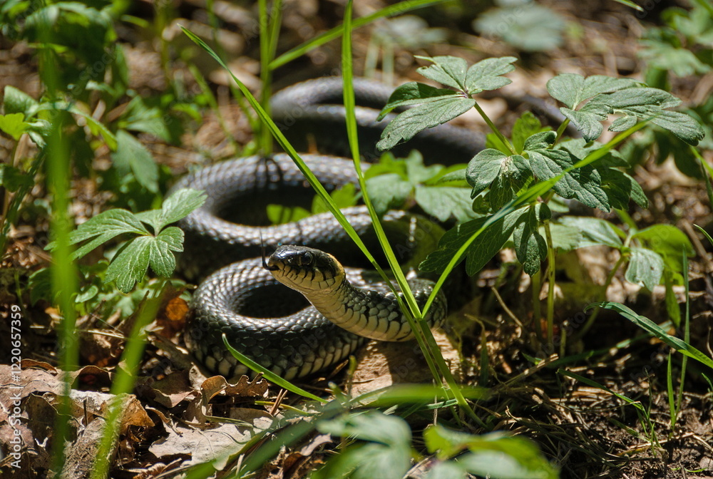 Obraz premium Snake in forest vegetation