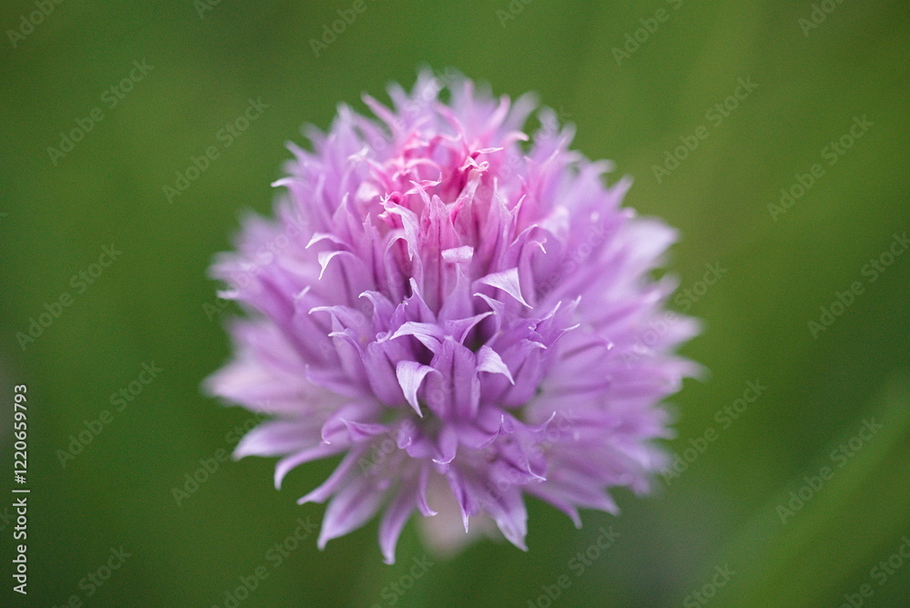 close up of a flower during summer close up of a flower during summer
