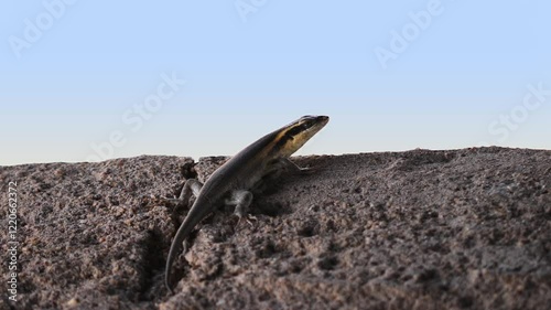 African striped skink on a rock, and the blue sky in the background photo