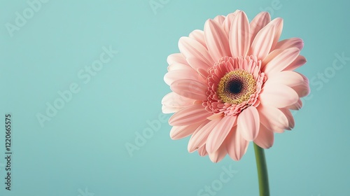 Light pink gerbera flower in full bloom against a pale blue background.